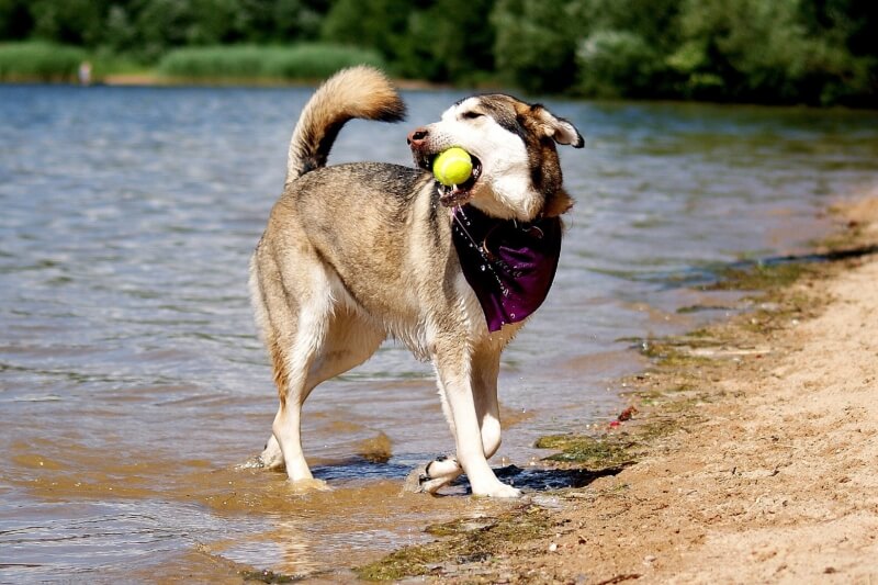 Hund mit Ball am Wasser